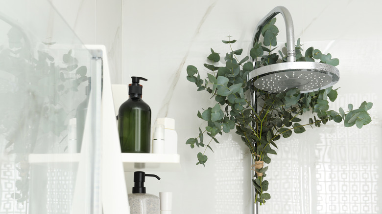 eucalyptus around a shower head