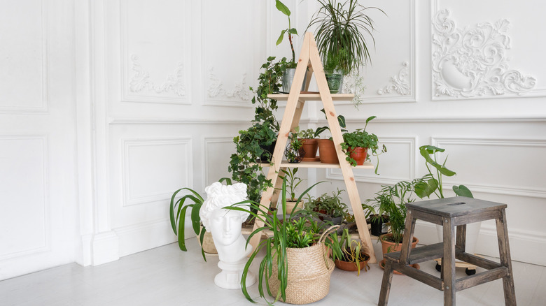 wooden ladder with many plants