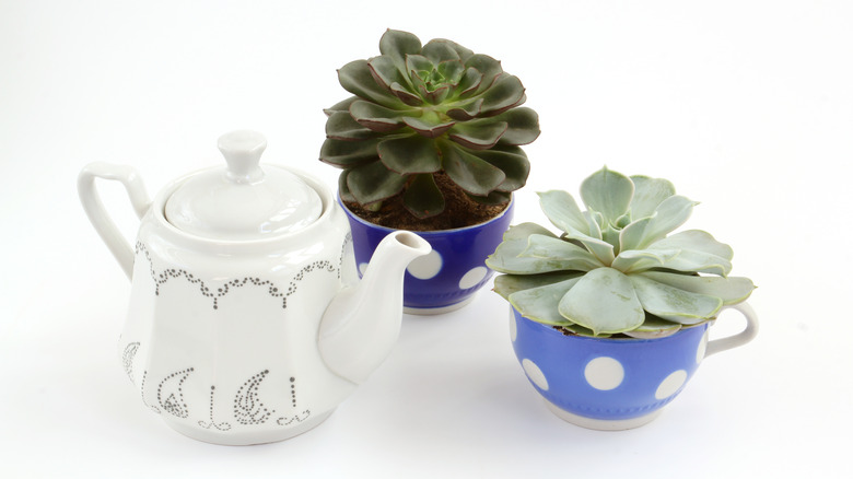 blue teacups with succulents