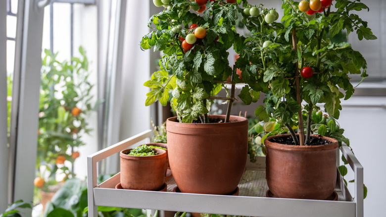 Tomato plants in pots on metal cart