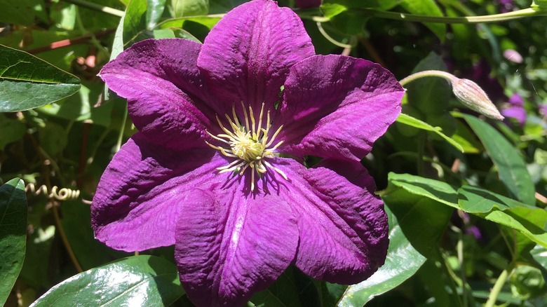 Etoile Violette clematis