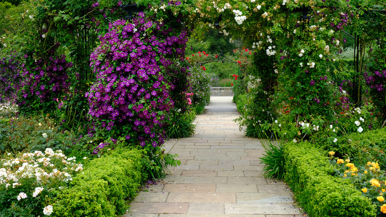 white roses and purple clematis