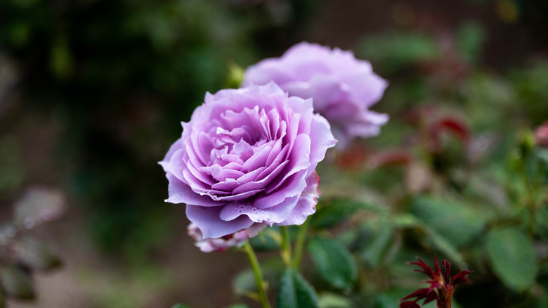 lilac colored rose bloom