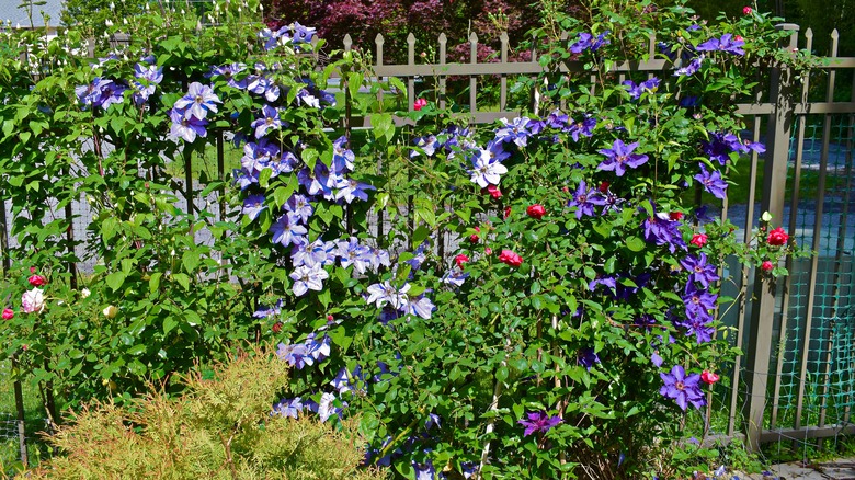 red roses with light and dark purple clematis