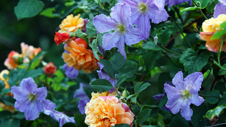 peach roses with pale blue clematis