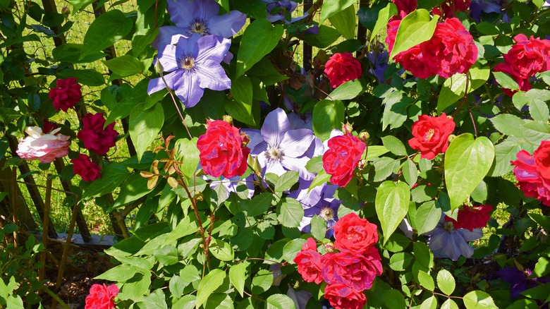 red roses and blue clematis