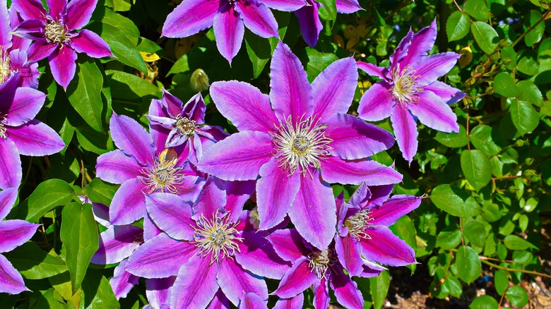 Purple and pink clematis