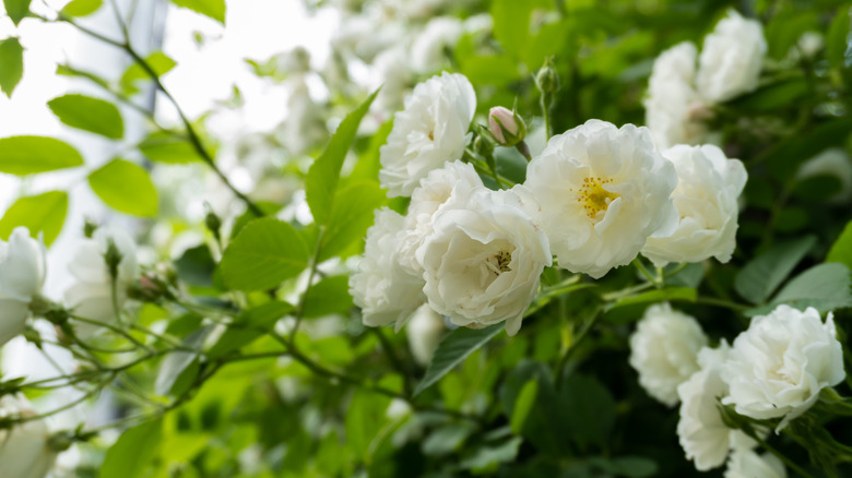 white roses