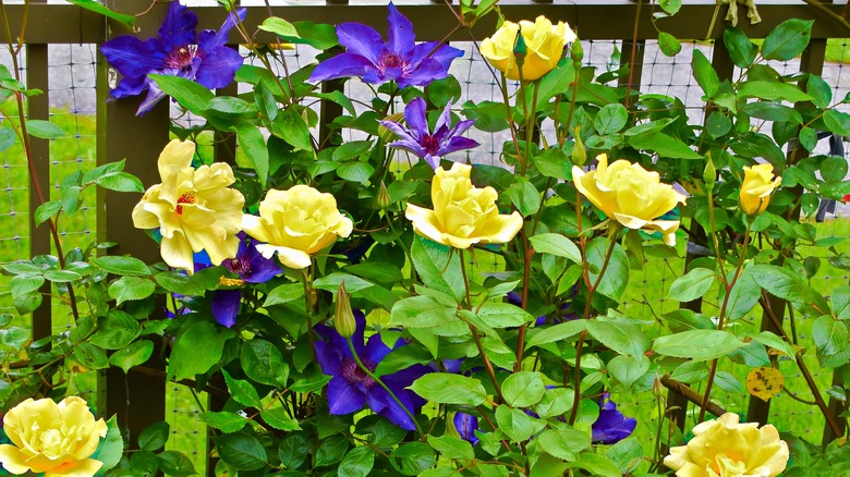 yellow roses and purple clematis