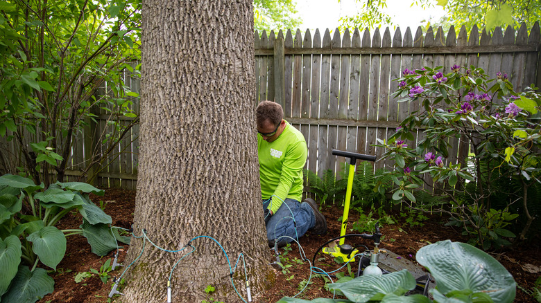 man with equipment works around tree