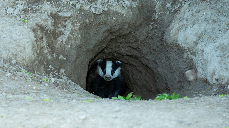 Badger emerging from large hole