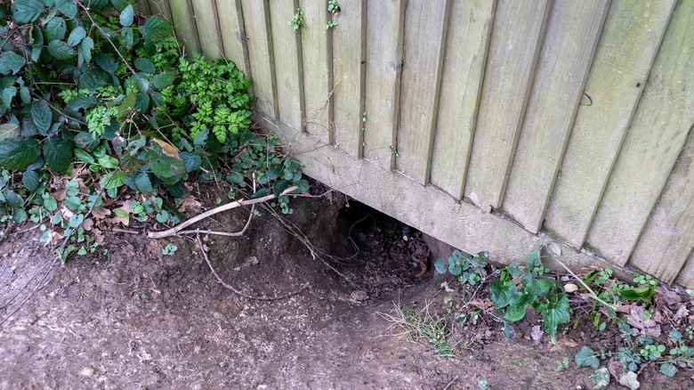 Entrance to badger sett