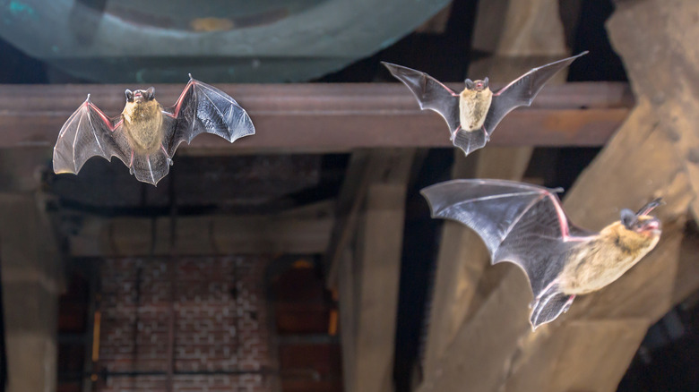 bats flying in attic