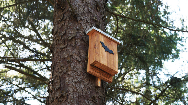 bat house hanging on tree