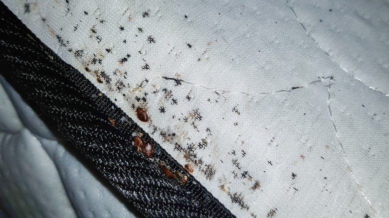 bed bug infestation 