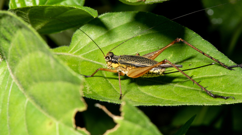 cricket on bright green leaf