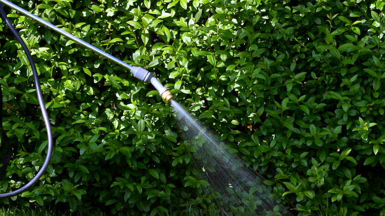 hose spraying yard