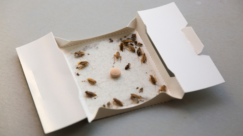 insects stuck to a bug trap