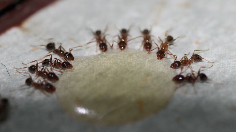ants consuming liquid bait