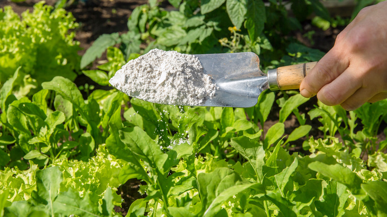 person sprinkling diatomaceous earth in garden