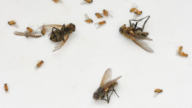 dead house flies on floor