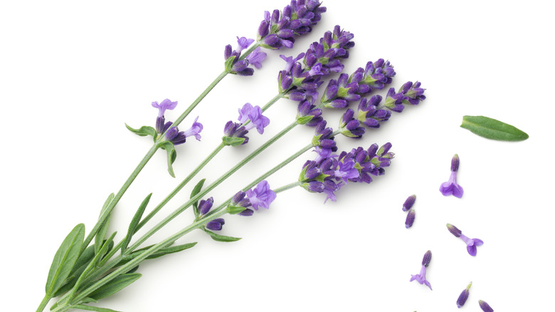 Lavender sprigs on white background