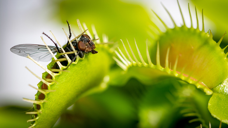 Venus flytrap eating fly