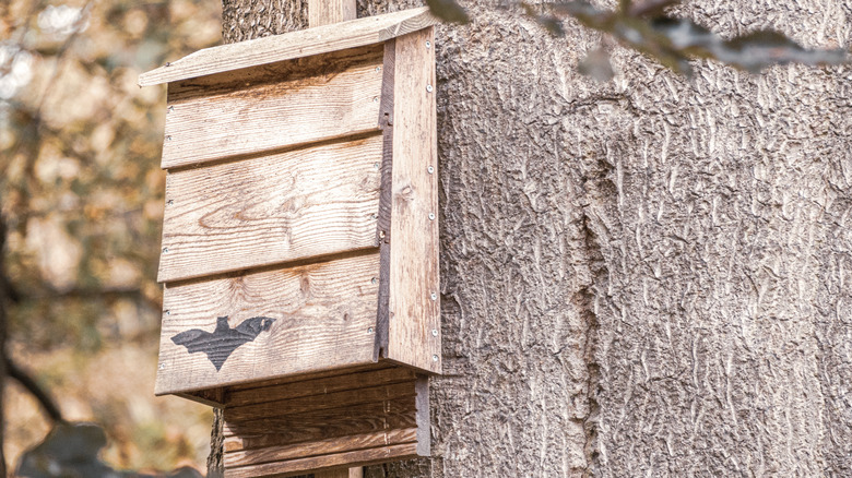 bat box nailed to tree trunk