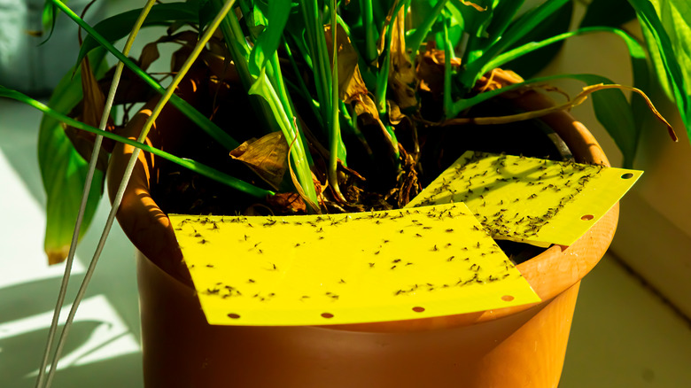 house plant with sticky trap