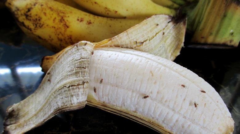 Gnats on ripe peeled banana
