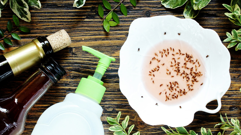 How to Get Rid of Fungus Gnats: 4 Remedies That Work - Bob Vila