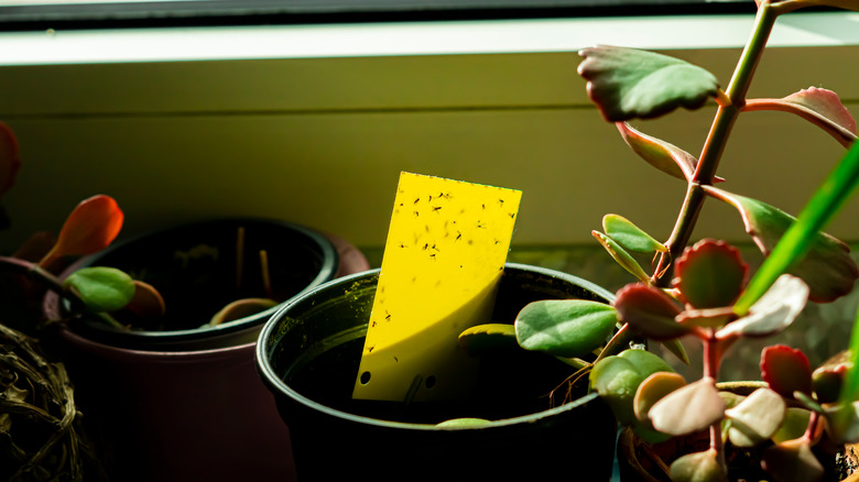 gnats on sticky yellow paper