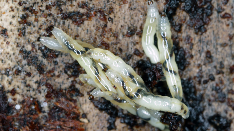 fungus gnat larvae in dirt