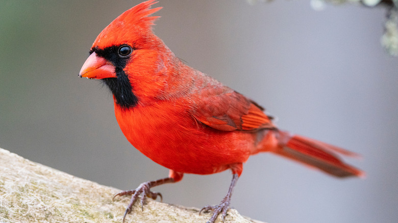 cardinal on tree 