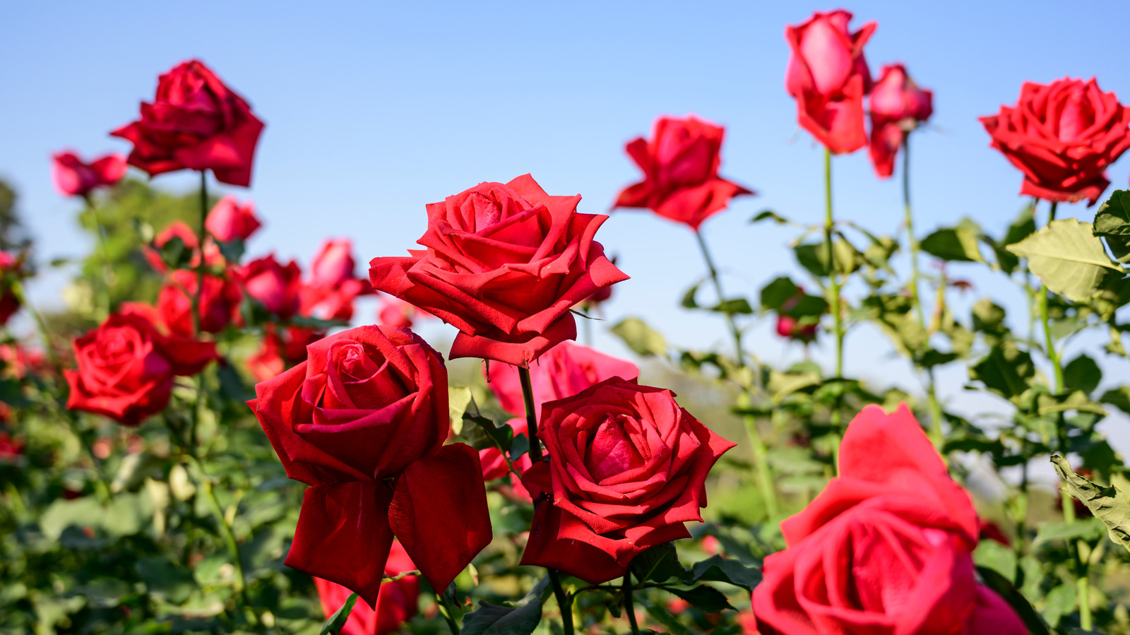 8 Best Ways To Get Rid Of Green Worms On Roses