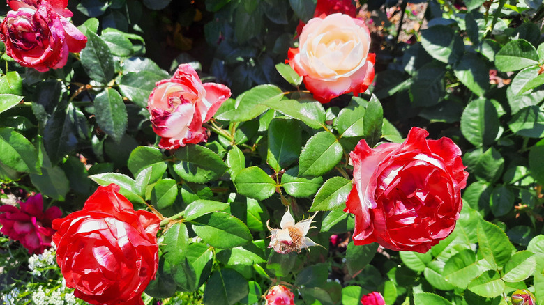 wild roses growing in garden