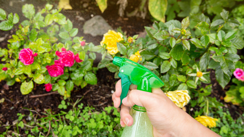 insecticide on rose bush