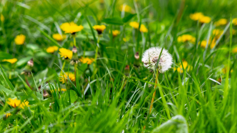 Flowers growing in grass