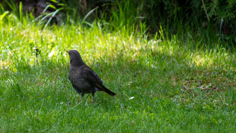 Bird on lawn