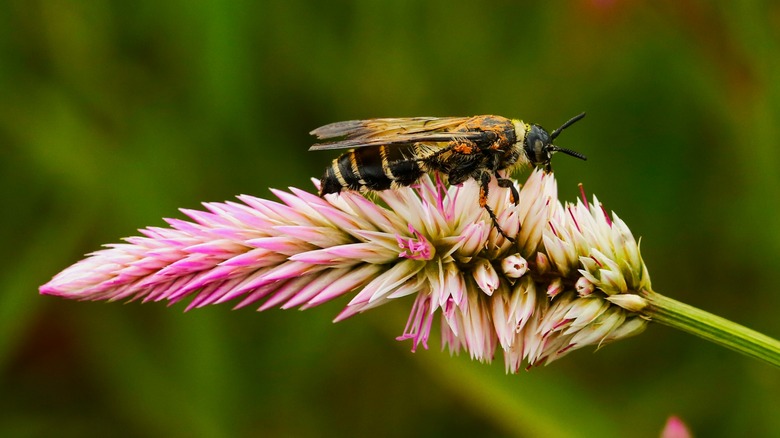 Scoliid Wasp on flower