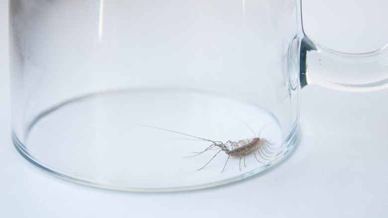 centipede in cup 