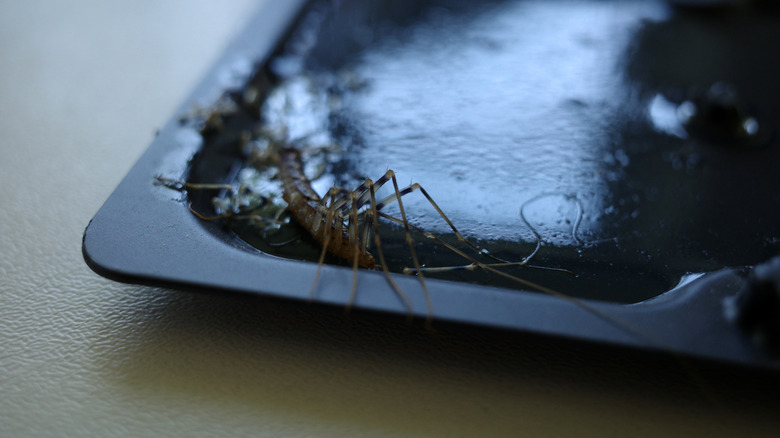 centipede in glue trap 