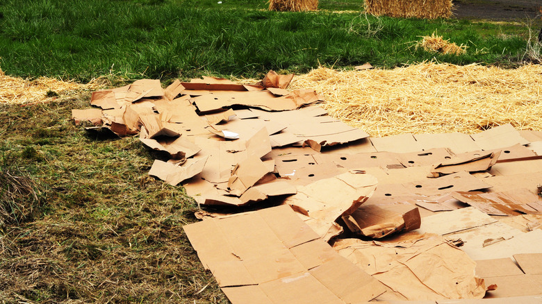 Cardboard Sheet Mulch