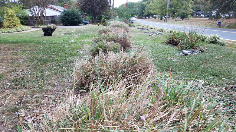 Cut pampas grass