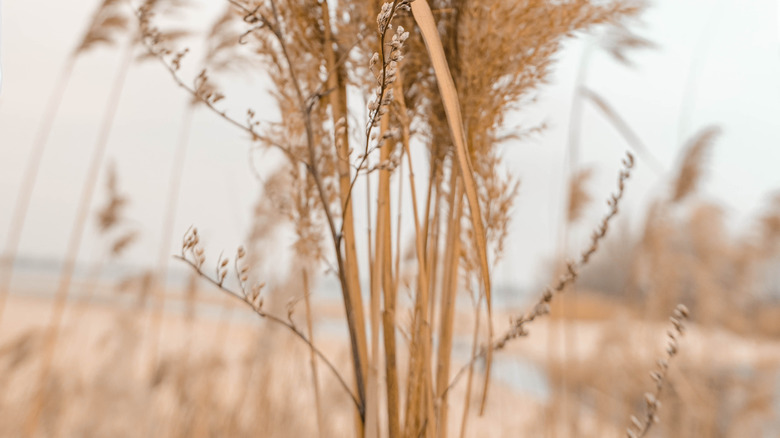 Pampas grass outdoors