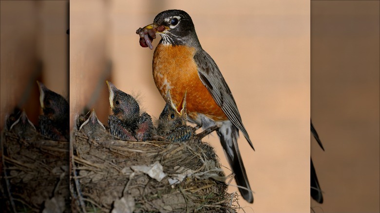 adult robin feeding baby birds