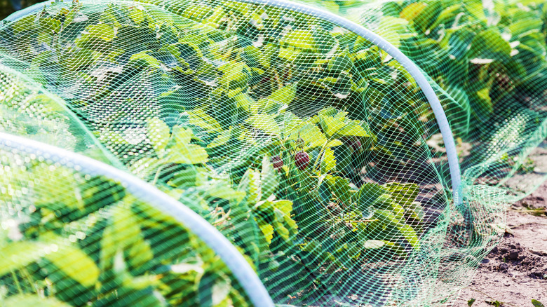 netting over a garden of berries