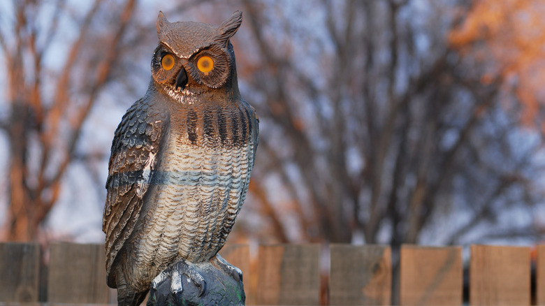 plastic owl sitting in a yard