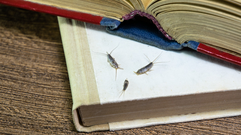 silverfish on books 