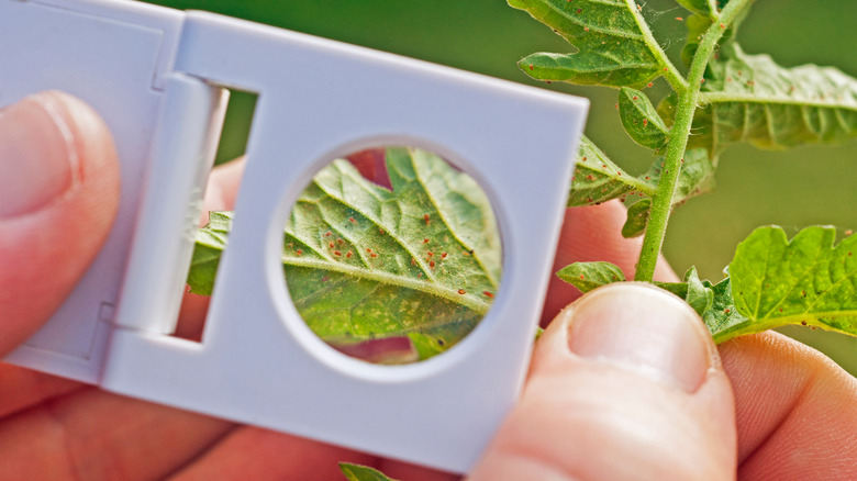 spider mites through magnifying glass